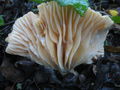 Hygrophorus leporinus
